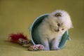 Ragdoll Kitten Royalty Free Stock Photo