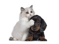 Ragdoll kitten and Dachshund pup on white Royalty Free Stock Photo