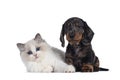 Ragdoll kitten and Dachshund pup on white Royalty Free Stock Photo