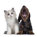 Ragdoll kitten and Dachshund pup on white Royalty Free Stock Photo