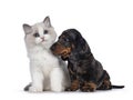 Ragdoll kitten and Dachshund pup on white Royalty Free Stock Photo