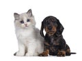 Ragdoll kitten and Dachshund pup on white Royalty Free Stock Photo