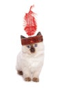 Ragdoll kitten with a flapper girl headband