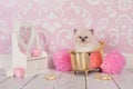 Ragdoll kitten in golden bath Royalty Free Stock Photo