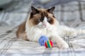 Ragdoll kitten lying on bed with striped plaid Royalty Free Stock Photo