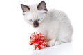 Ragdoll kitten with red ribbon