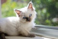 Ragdoll Kitten