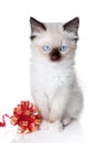 Ragdoll kitten with ribbon Royalty Free Stock Photo