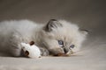 Ragdoll Kitten with toy Royalty Free Stock Photo