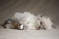 Ragdoll Kitten with toy Royalty Free Stock Photo