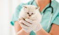 Ragdoll kitten at veterinerian clinic