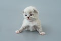 Ragdoll kittens isolated on light blue background