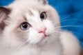 Ragdoll portrait on blue Royalty Free Stock Photo