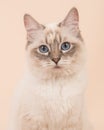 Ragdoll portrait Royalty Free Stock Photo