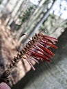 Ragged brown spruce needles