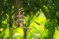 A ragged doll, hanging from a tree in a lush Thai garden park.