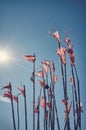 Ragged fishing marker flags against the sun