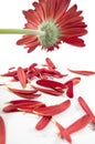 Ragged gerbera