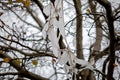 Ragged plastic bag hanging in a maple tree Royalty Free Stock Photo