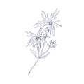 Ragged-robin flower, outlined botanical sketch. Vintage engraving of Silene flos-cuculi. Detailed drawing of wild floral
