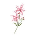 Ragged-robin flower. Vintage botanical drawing of blooming Silene flos-cuculi. Wild floral plant with blossomed and