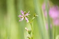 Ragged-Robin flowers, Lychnis flos-cuculi Royalty Free Stock Photo