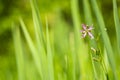 Ragged-Robin flowers, Lychnis flos-cuculi Royalty Free Stock Photo