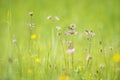 Ragged-Robin flowers, Lychnis flos-cuculi Royalty Free Stock Photo