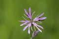 Ragged-Robin flowers, Lychnis flos-cuculi Royalty Free Stock Photo