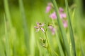 Ragged-Robin flowers, Lychnis flos-cuculi Royalty Free Stock Photo