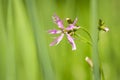 Ragged-Robin flowers, Lychnis flos-cuculi Royalty Free Stock Photo