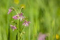 Ragged-Robin flowers, Lychnis flos-cuculi