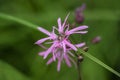 Ragged robin. Lychnis flos-cuculi Royalty Free Stock Photo