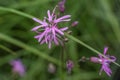 Ragged robin. Lychnis flos-cuculi Royalty Free Stock Photo