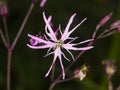 Ragged-Robin, Lychnis flos-cuculi, flower detailed macro on bokeh background, selective focus, shallow DOF Royalty Free Stock Photo