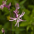 Ragged-Robin, Lychnis flos-cuculi, flower detailed macro on bokeh background, selective focus, shallow DOF Royalty Free Stock Photo