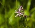 Ragged-Robin, Lychnis flos-cuculi, flower macro on bokeh background, selective focus, shallow DOF Royalty Free Stock Photo