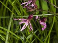 Ragged-Robin, Lychnis flos-cuculi, flower with raindrops detailed macro on bokeh background, selective focus Royalty Free Stock Photo