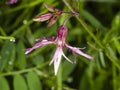 Ragged-Robin, Lychnis flos-cuculi, flower with raindrops detailed macro on bokeh background, selective focus Royalty Free Stock Photo