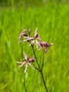 Ragged-Robin, Lychnis flos-cuculi, flowers detailed macro on bokeh background, selective focus, shallow DOF Royalty Free Stock Photo