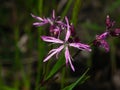 Ragged-Robin, Lychnis flos-cuculi, flowers detailed macro on bokeh background, selective focus, shallow DOF Royalty Free Stock Photo