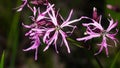 Ragged-Robin, Lychnis flos-cuculi, flowers detailed macro on bokeh background, selective focus, shallow DOF Royalty Free Stock Photo