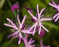 Ragged-Robin, Lychnis flos-cuculi, flowers detailed macro on bokeh background, selective focus, shallow DOF