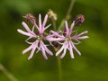 Ragged-Robin, Lychnis flos-cuculi, flowers detailed macro on bokeh background, selective focus, shallow DOF Royalty Free Stock Photo