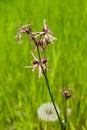 Ragged-Robin, Lychnis flos-cuculi, flowers detailed macro on bokeh background, selective focus, shallow DOF Royalty Free Stock Photo