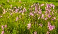 Ragged Robin (Lychnis flos-cuculi) flowers Royalty Free Stock Photo