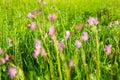 Ragged Robin Lychnis flos-cuculi flowers Royalty Free Stock Photo