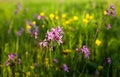 Ragged Robin Lychnis flos-cuculi Royalty Free Stock Photo