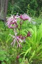 Ragged-Robin (Lychnis flos-cuculi) Royalty Free Stock Photo