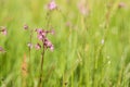 Ragged-Robin Lychnis flos-cuculi on a spring meadow Royalty Free Stock Photo